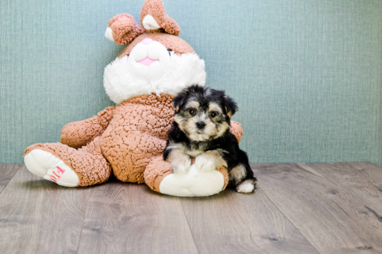 Popular Morkie Designer Pup