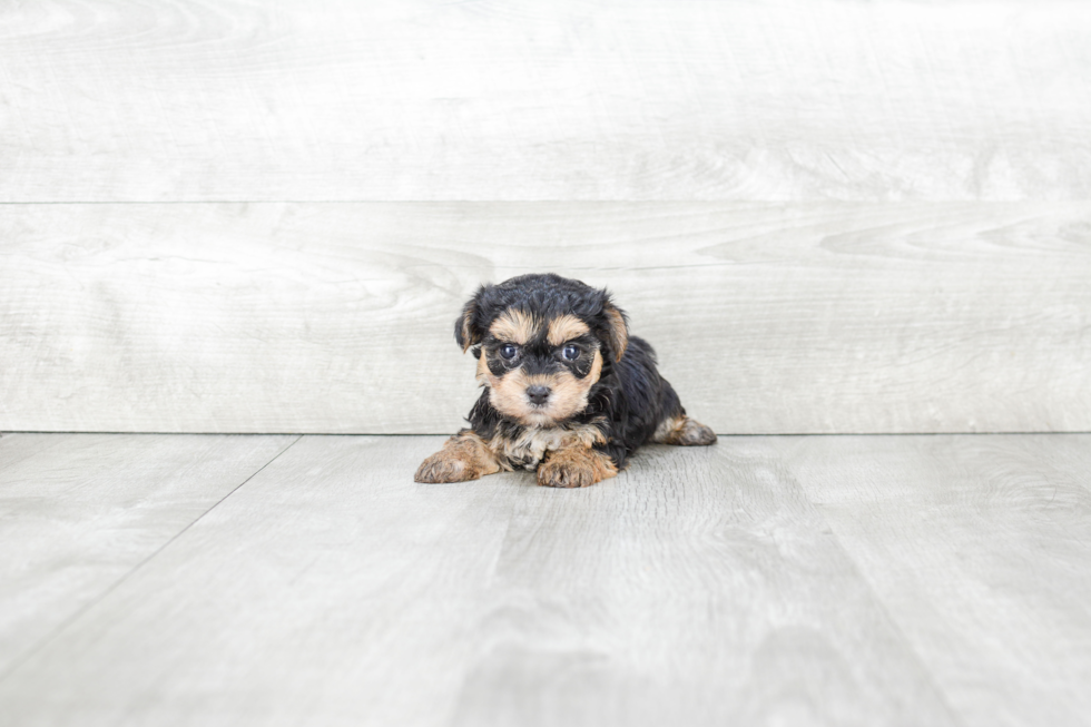 Cute Morkie Baby