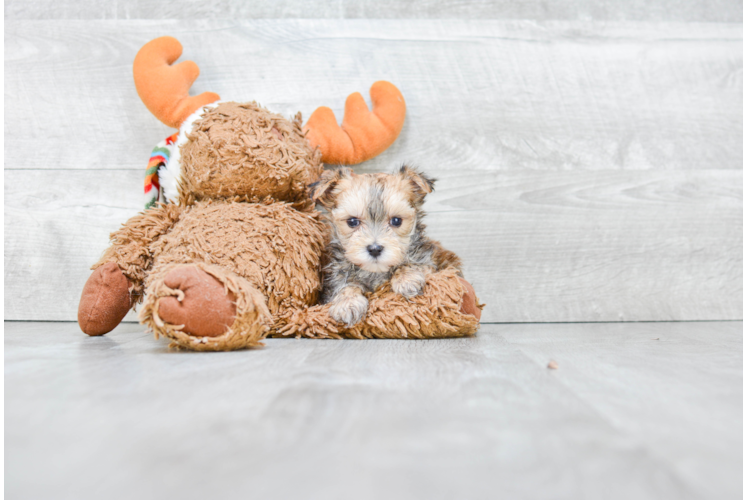 Funny Morkie Designer Pup