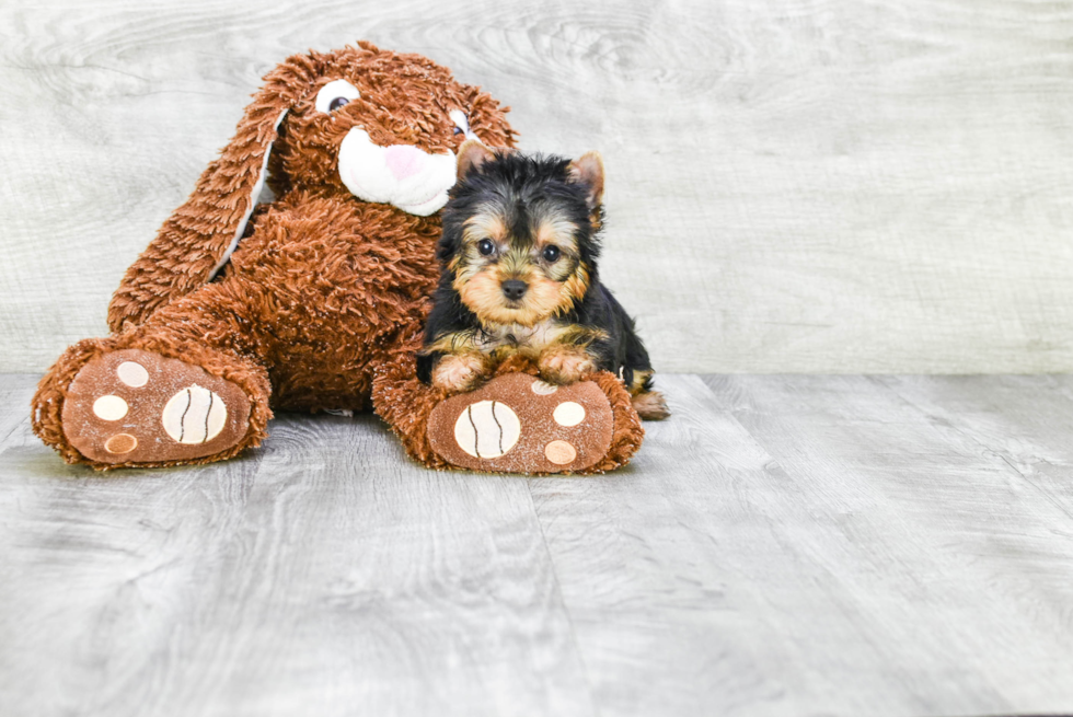 Meet Heidi - our Yorkshire Terrier Puppy Photo 
