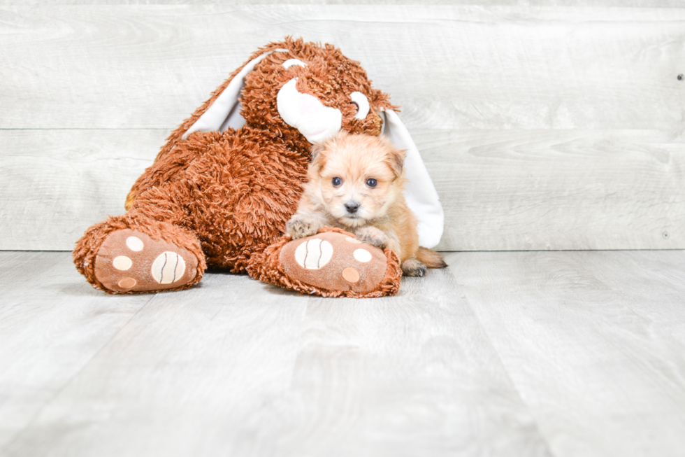 Morkie Pup Being Cute