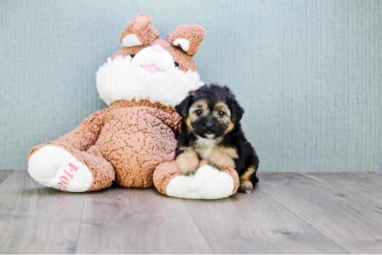 Morkie Puppy for Adoption