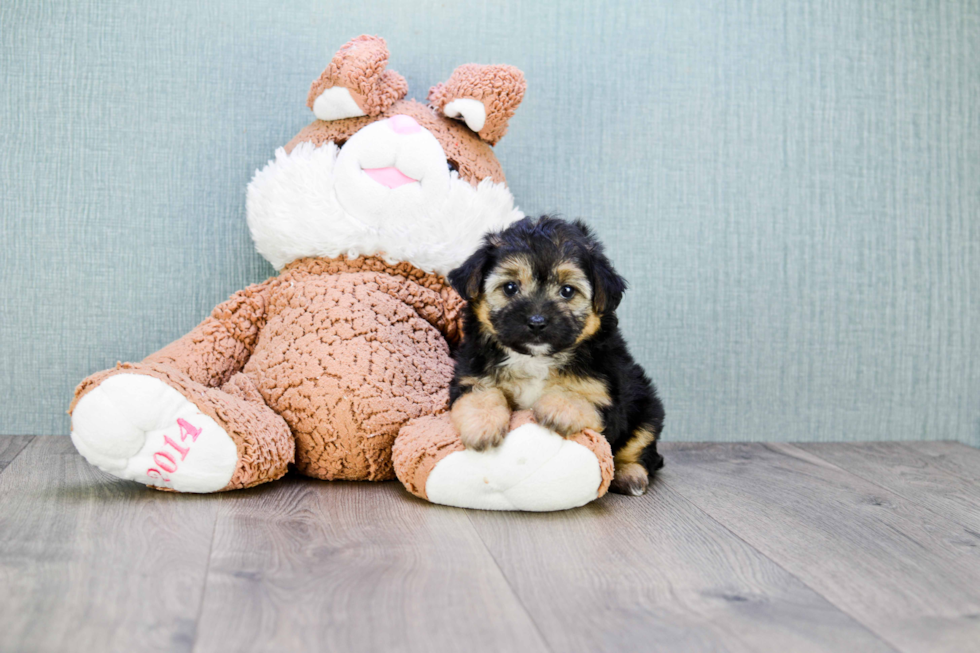 Morkie Puppy for Adoption