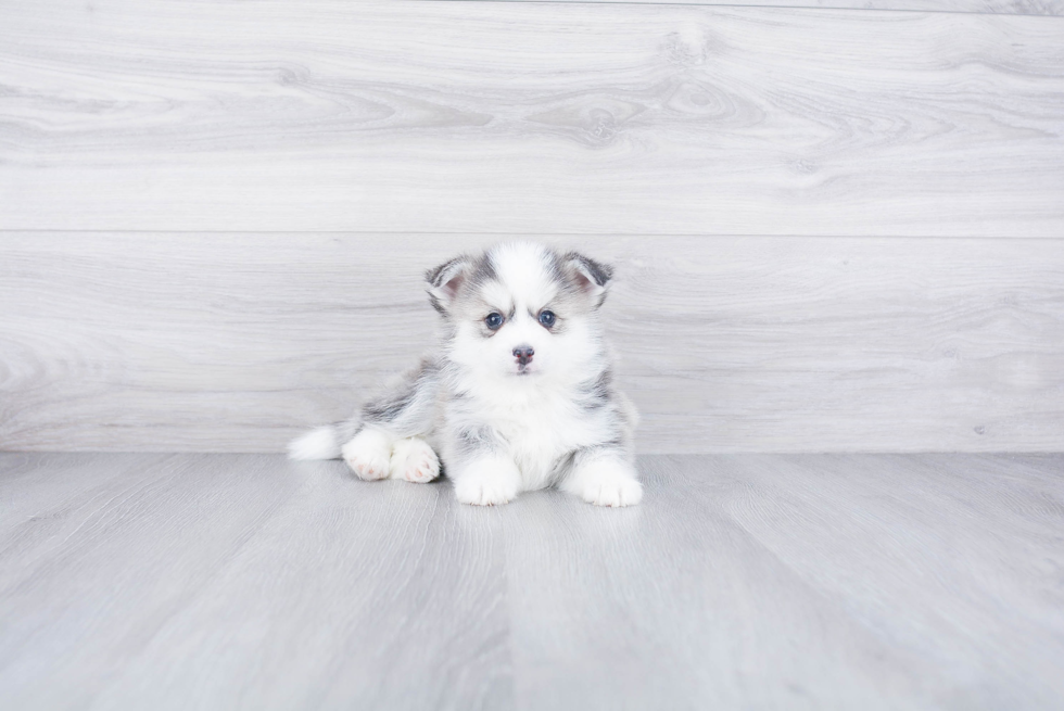 Best Pomsky Baby