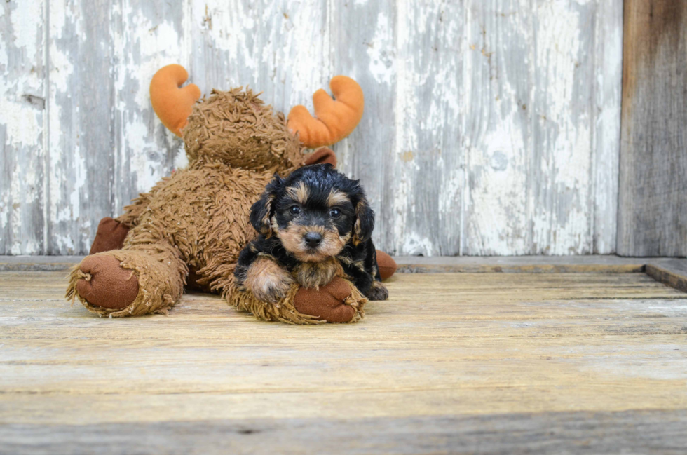 Small Yorkie Poo Baby