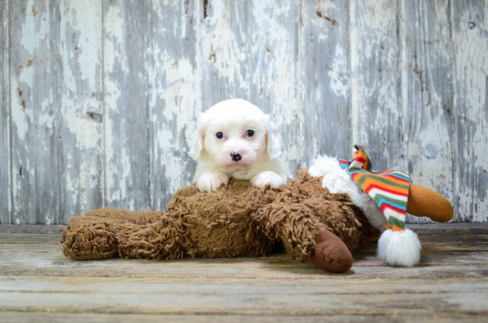 Cavachon Pup Being Cute