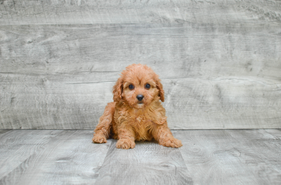 Popular Cavapoo Poodle Mix Pup