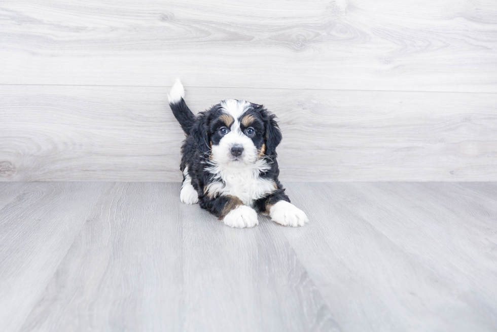 Mini Bernedoodle Pup Being Cute