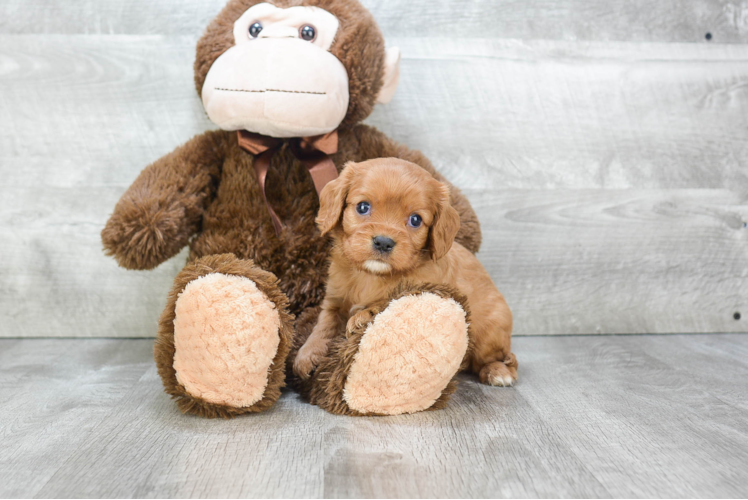 Cavalier King Charles Spaniel Puppy for Adoption