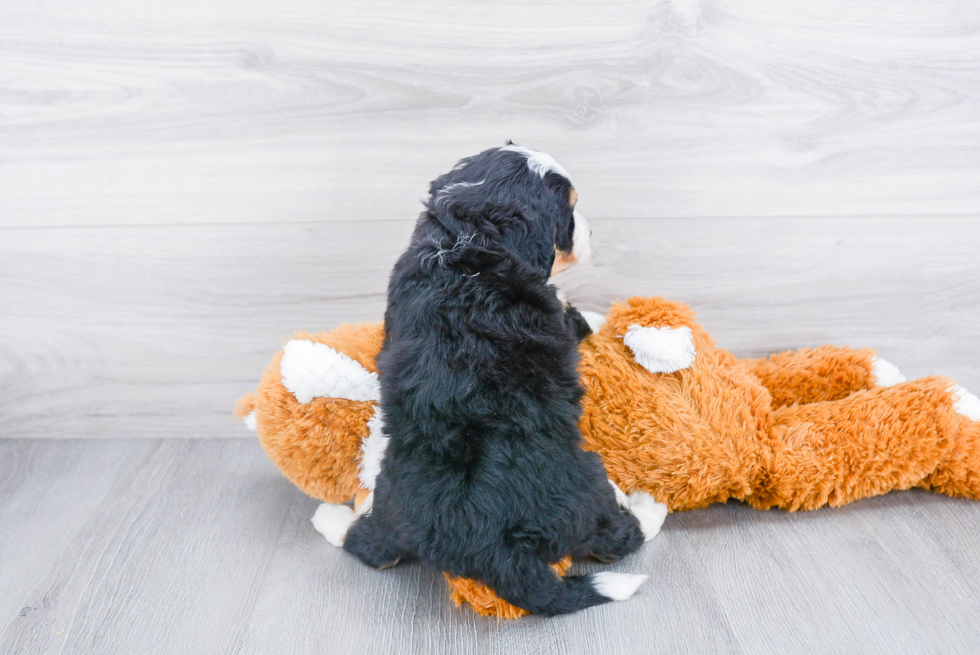 Small Mini Bernedoodle Baby