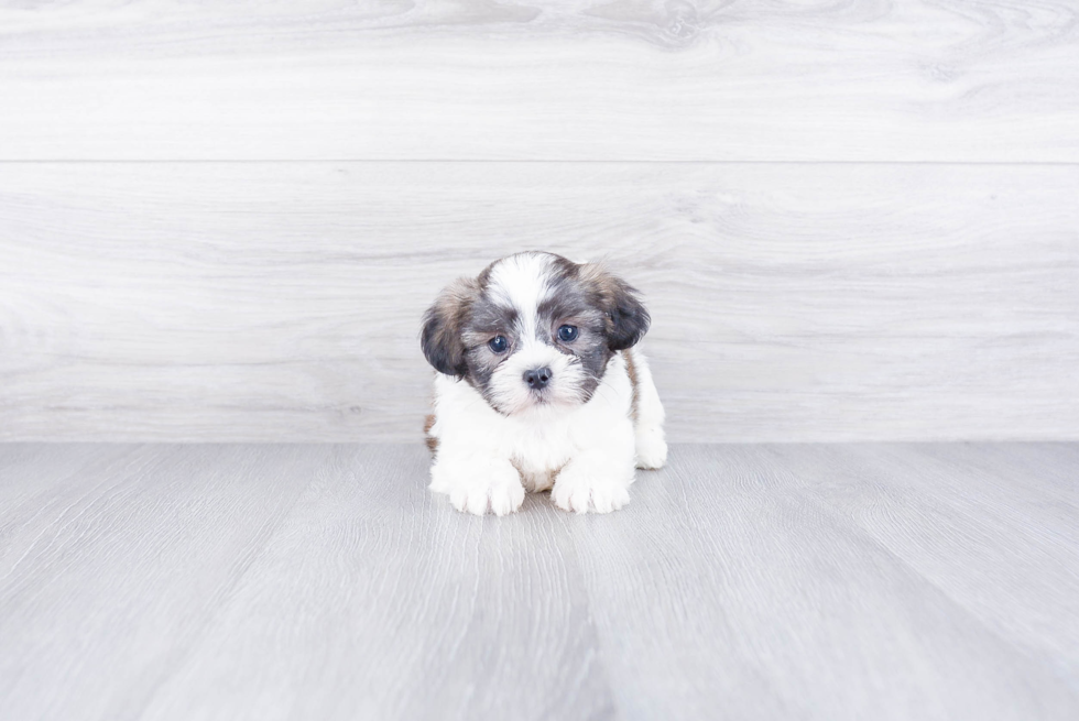 Teddy Bear Pup Being Cute