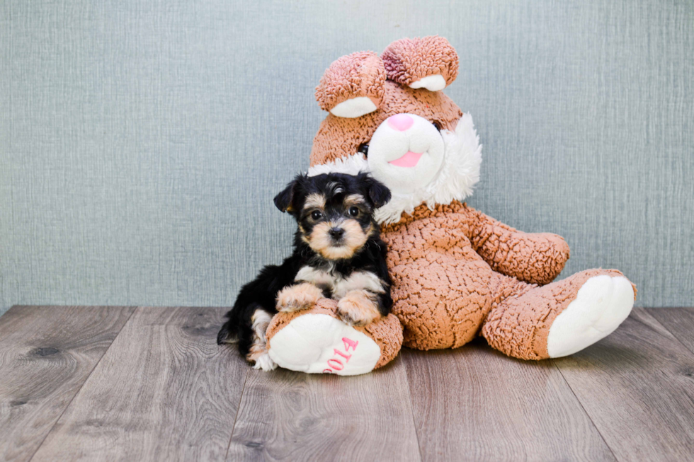 Morkie Puppy for Adoption