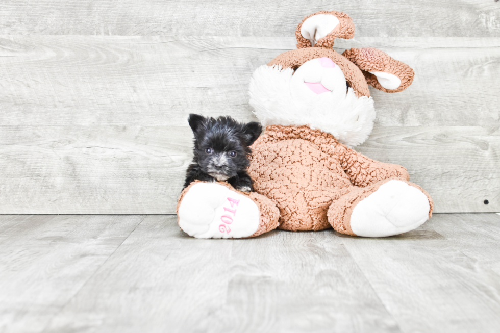 Morkie Puppy for Adoption