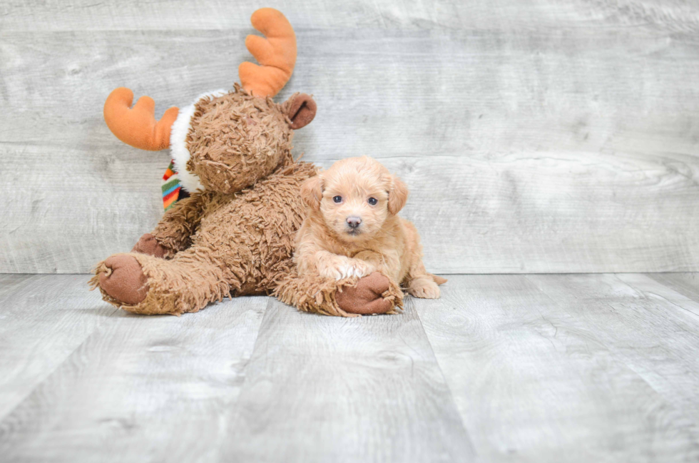 Maltipoo Puppy for Adoption
