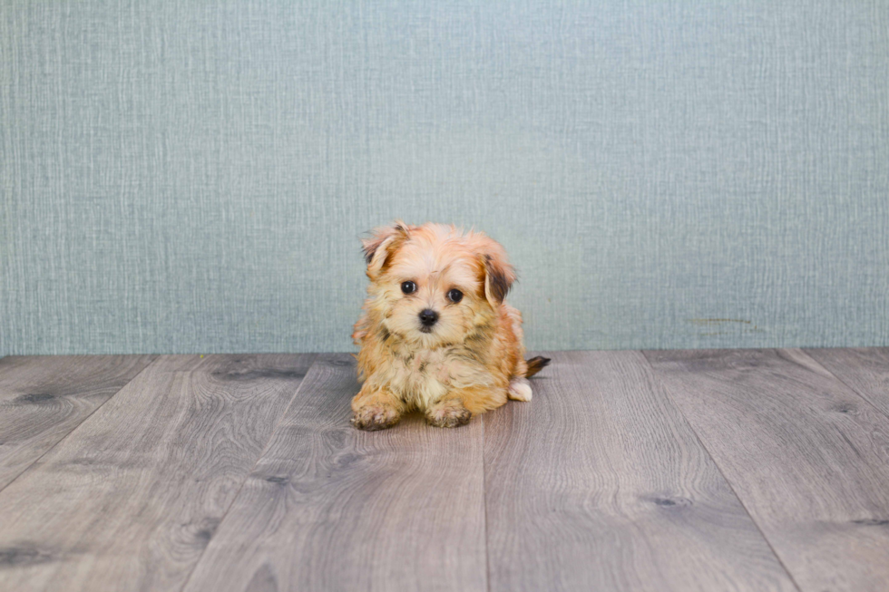 Popular Morkie Designer Pup