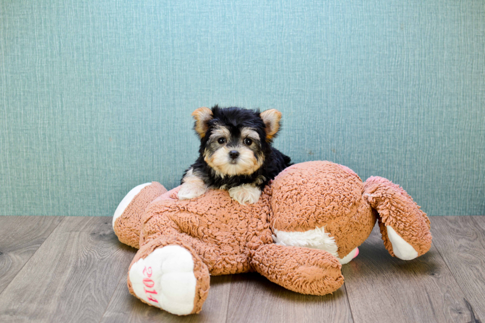 Morkie Pup Being Cute