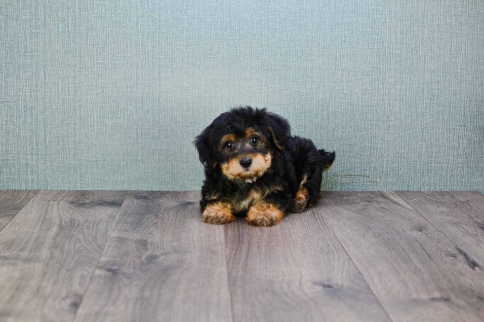 Yorkie Poo Puppy for Adoption