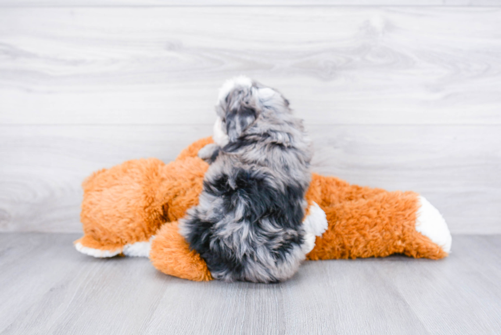 Mini Bernedoodle Pup Being Cute