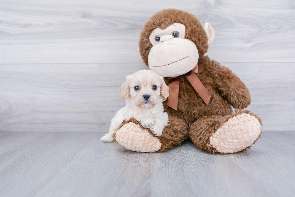 Best Cavachon Baby