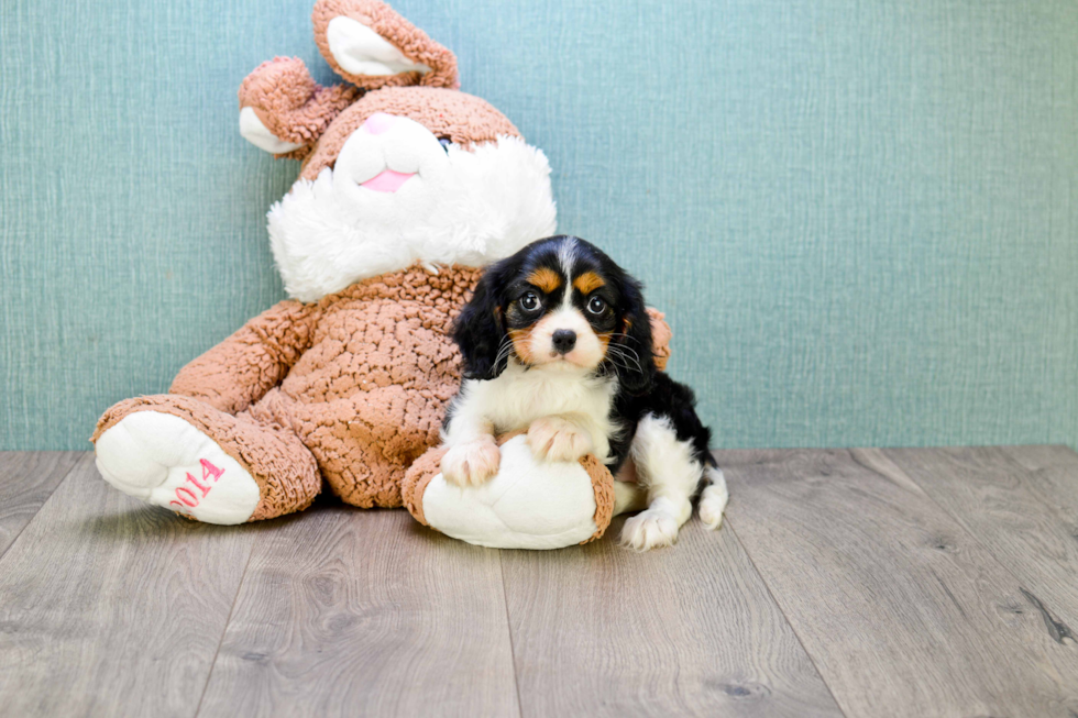 Best Cavalier King Charles Spaniel Baby