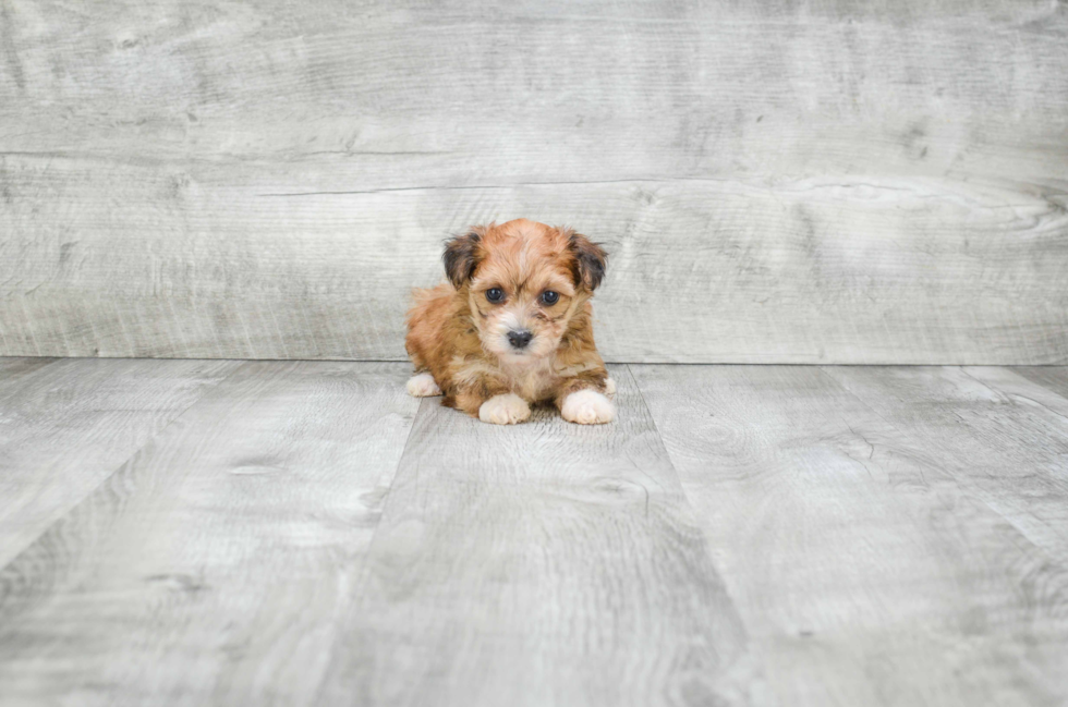 Friendly Morkie Baby