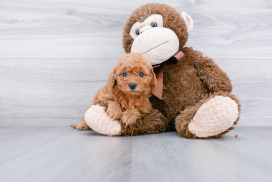 Mini Goldendoodle Puppy for Adoption