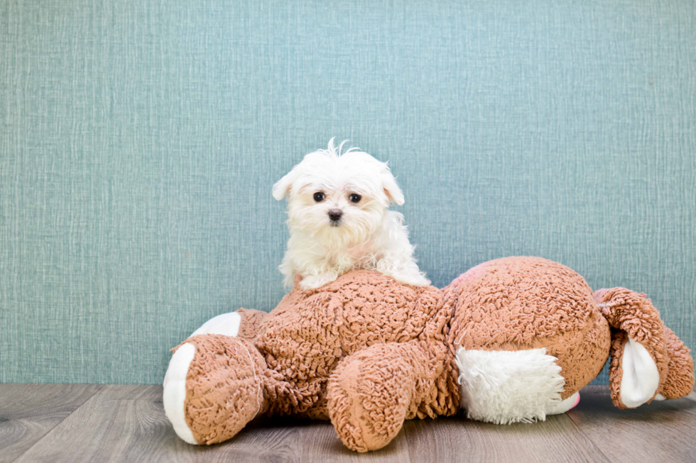 Maltese Puppy for Adoption