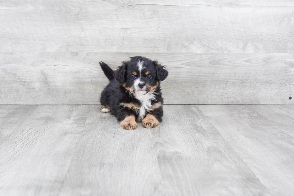Popular Mini Bernedoodle Poodle Mix Pup