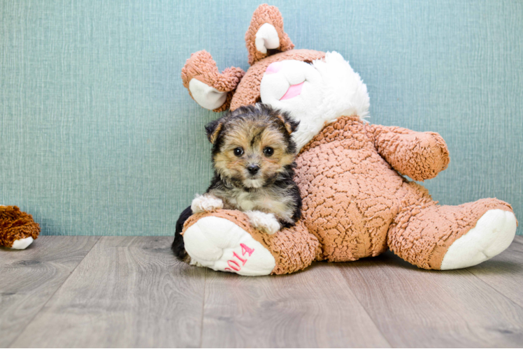 Playful Yorkie Designer Puppy