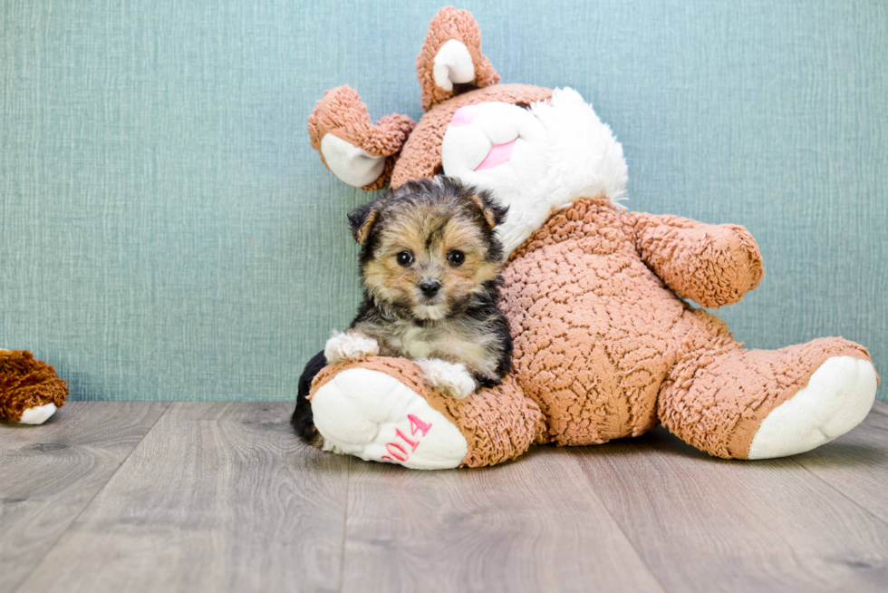 Playful Yorkie Designer Puppy