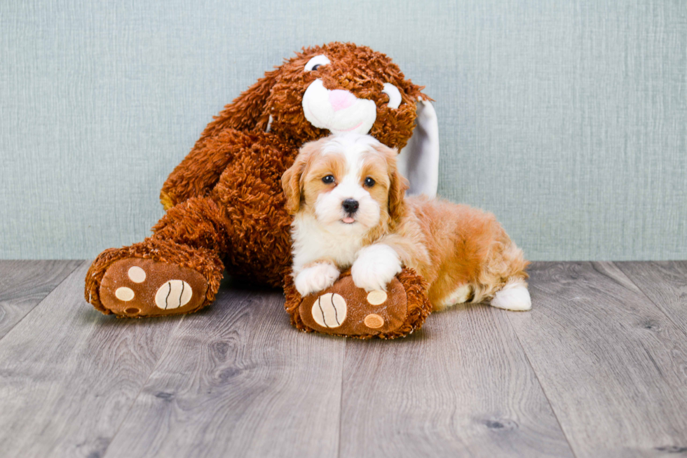 Cavapoo Pup Being Cute