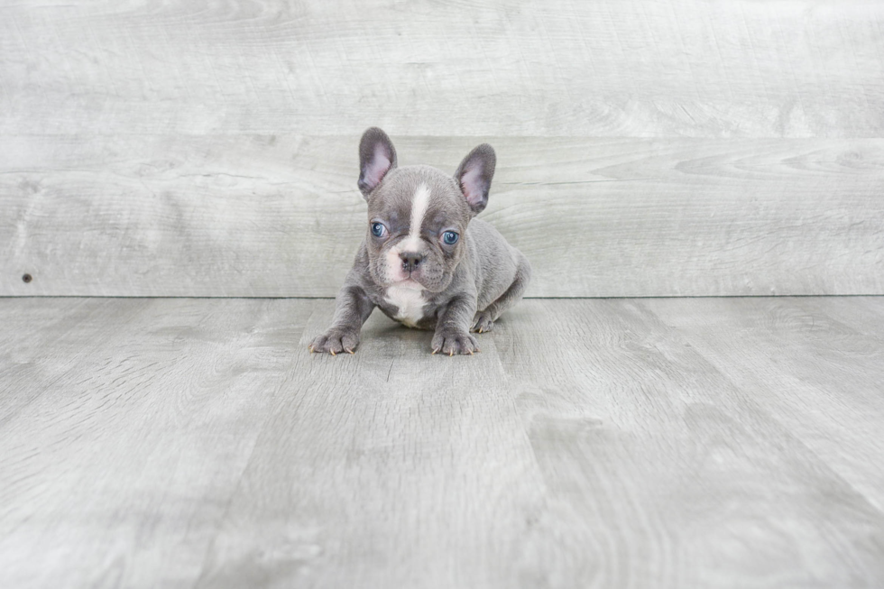 French Bulldog Puppy for Adoption