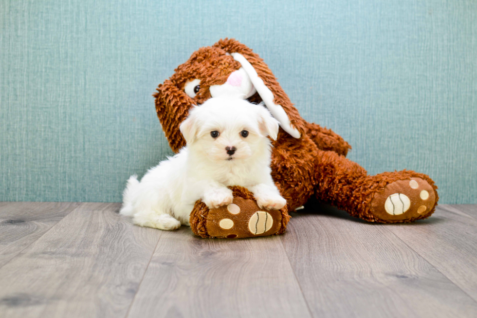 Maltese Pup Being Cute