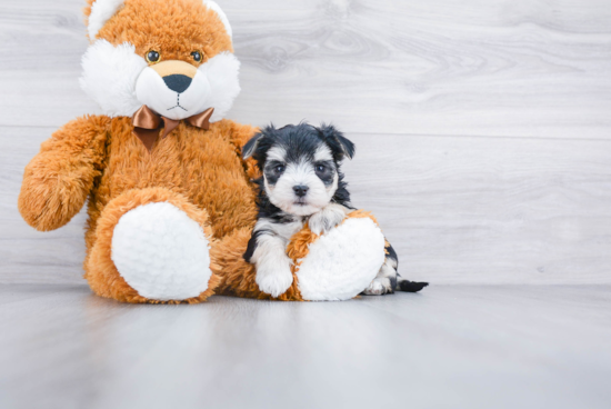 Morkie Pup Being Cute