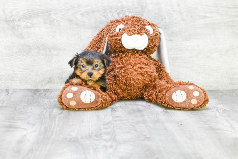 Meet Twinkle - our Yorkshire Terrier Puppy Photo 