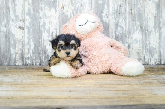Morkie Puppy for Adoption