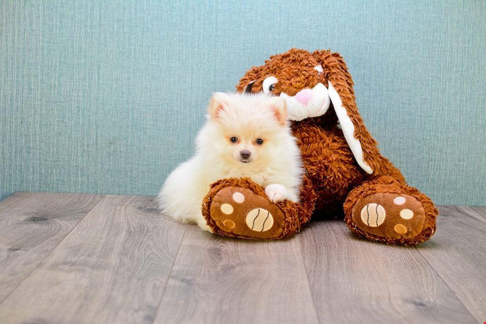 Best Pomeranian Baby