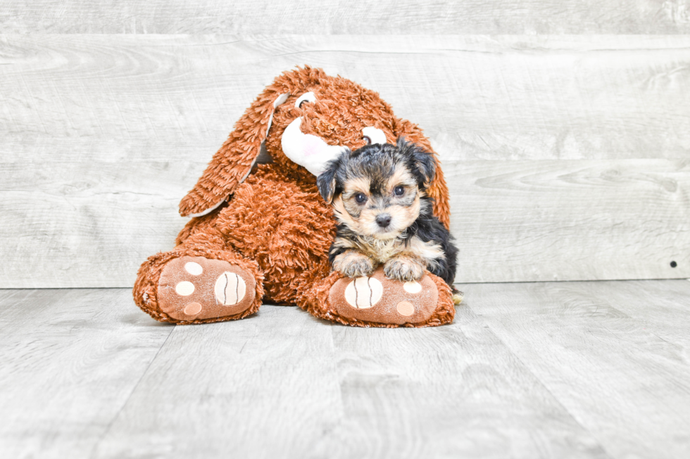 Morkie Puppy for Adoption