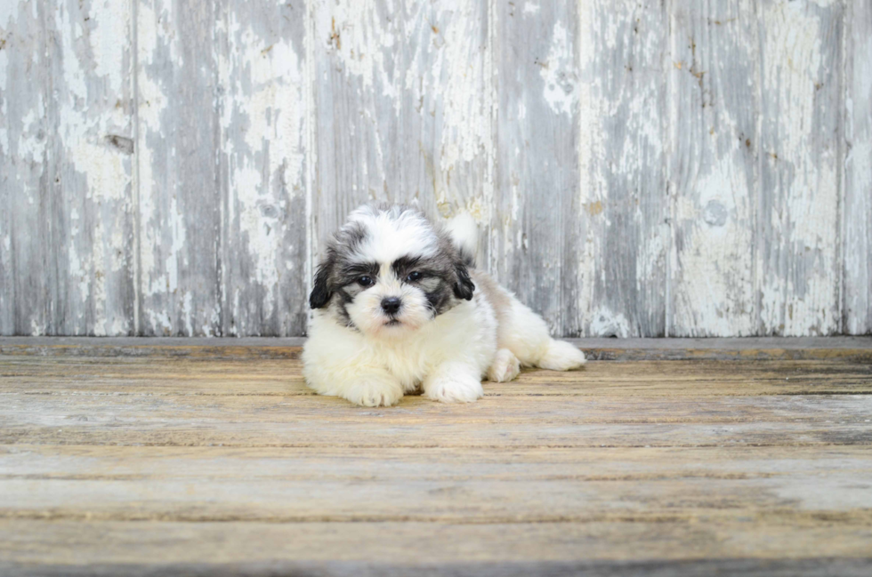 Teddy Bear Pup Being Cute