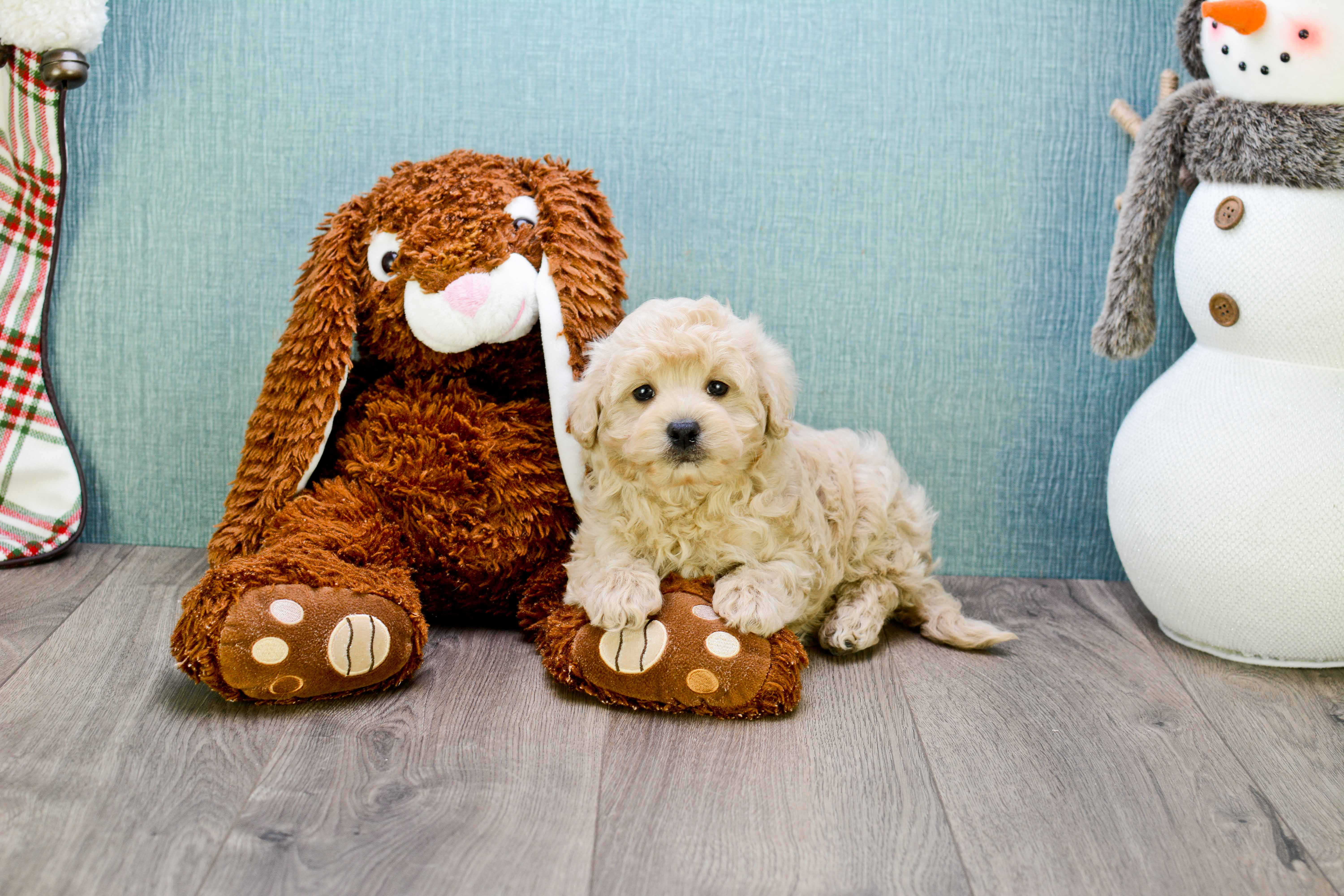 Maltipoo Puppy for Adoption