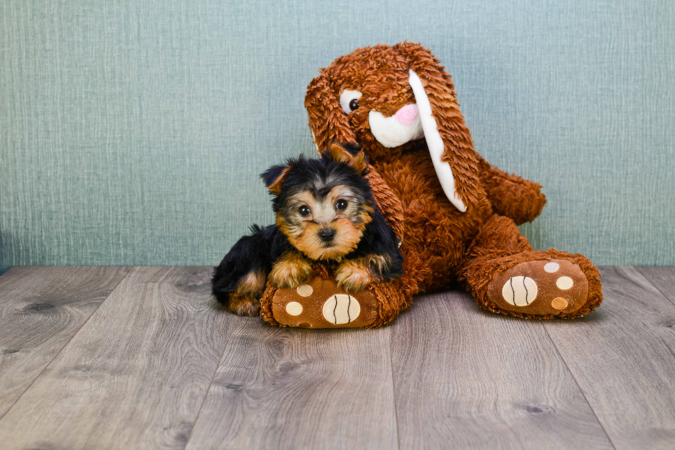 Meet Roscoe - our Yorkshire Terrier Puppy Photo 