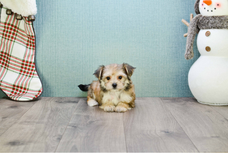 Best Morkie Baby