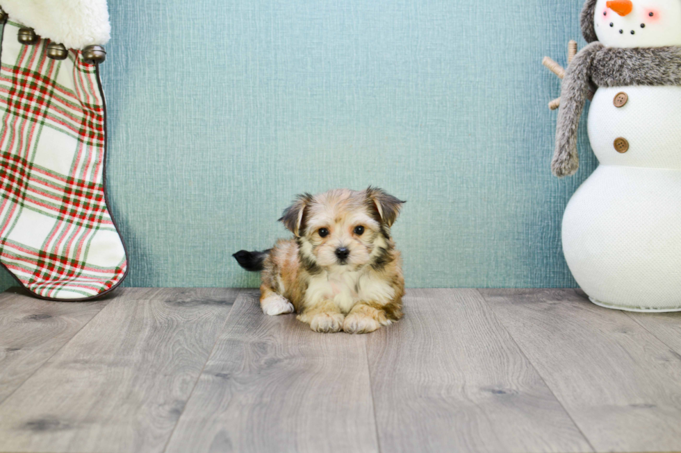 Best Morkie Baby