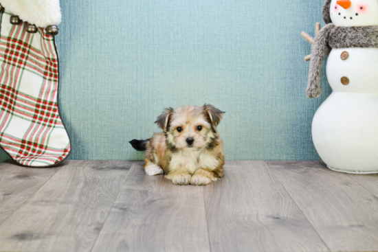 Best Morkie Baby