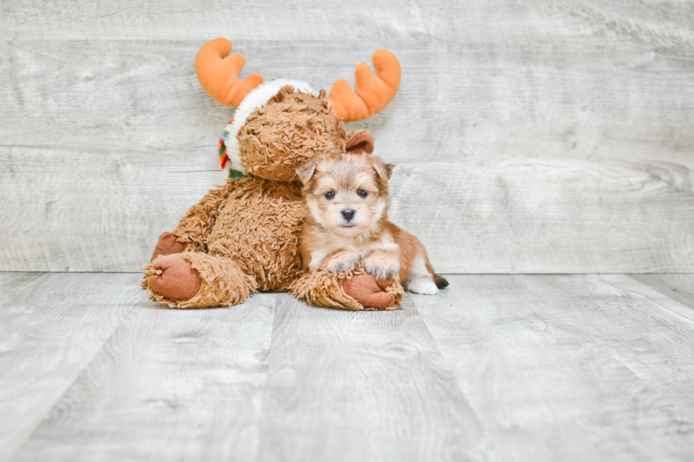 Morkie Pup Being Cute