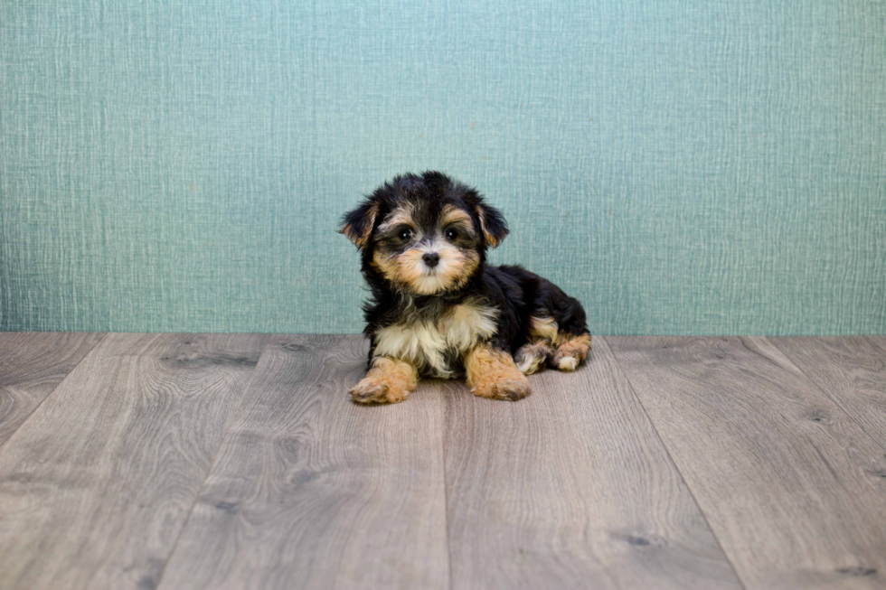 Morkie Puppy for Adoption