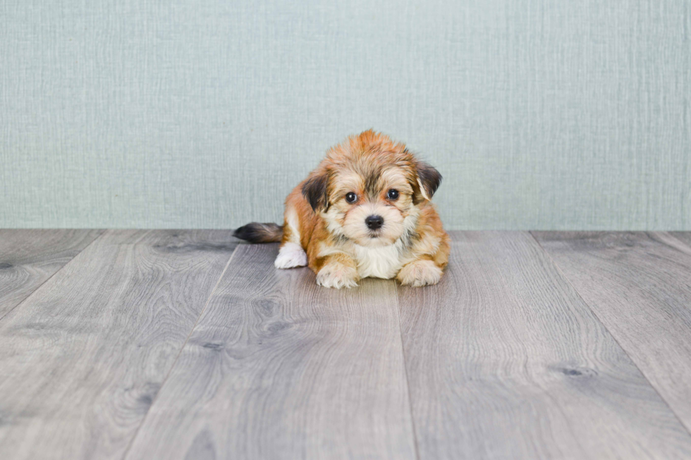 Happy Morkie Baby