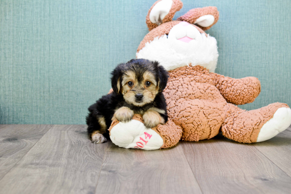 Petite Morkie Designer Pup