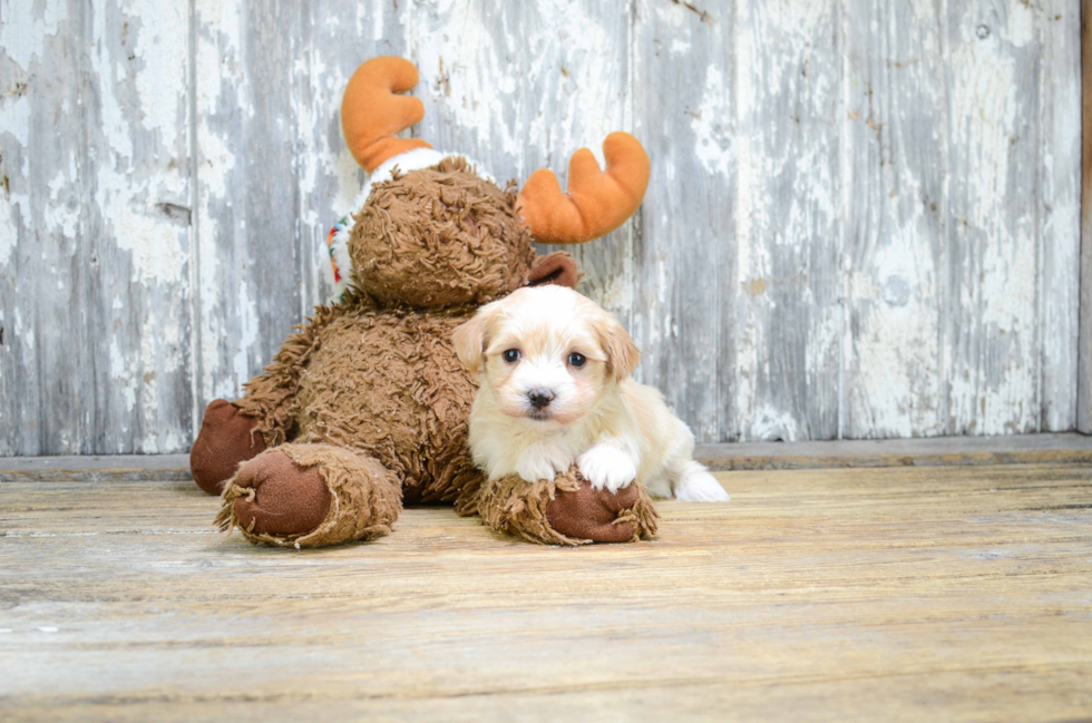 Playful Maltepoo Poodle Mix Puppy