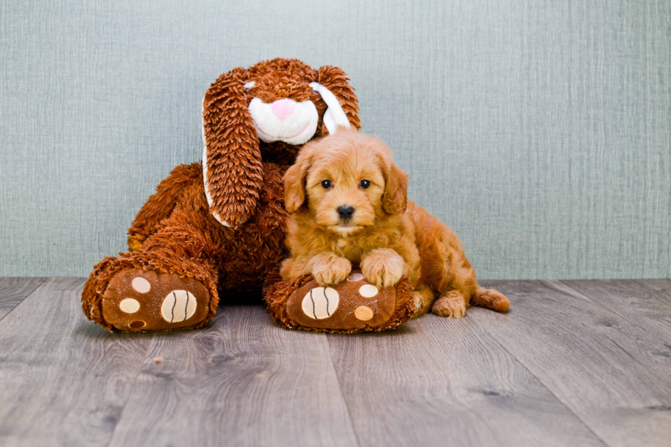 Fluffy Mini Goldendoodle Poodle Mix Pup